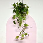 Heart Leaf Philodendron - Hanging Basket
