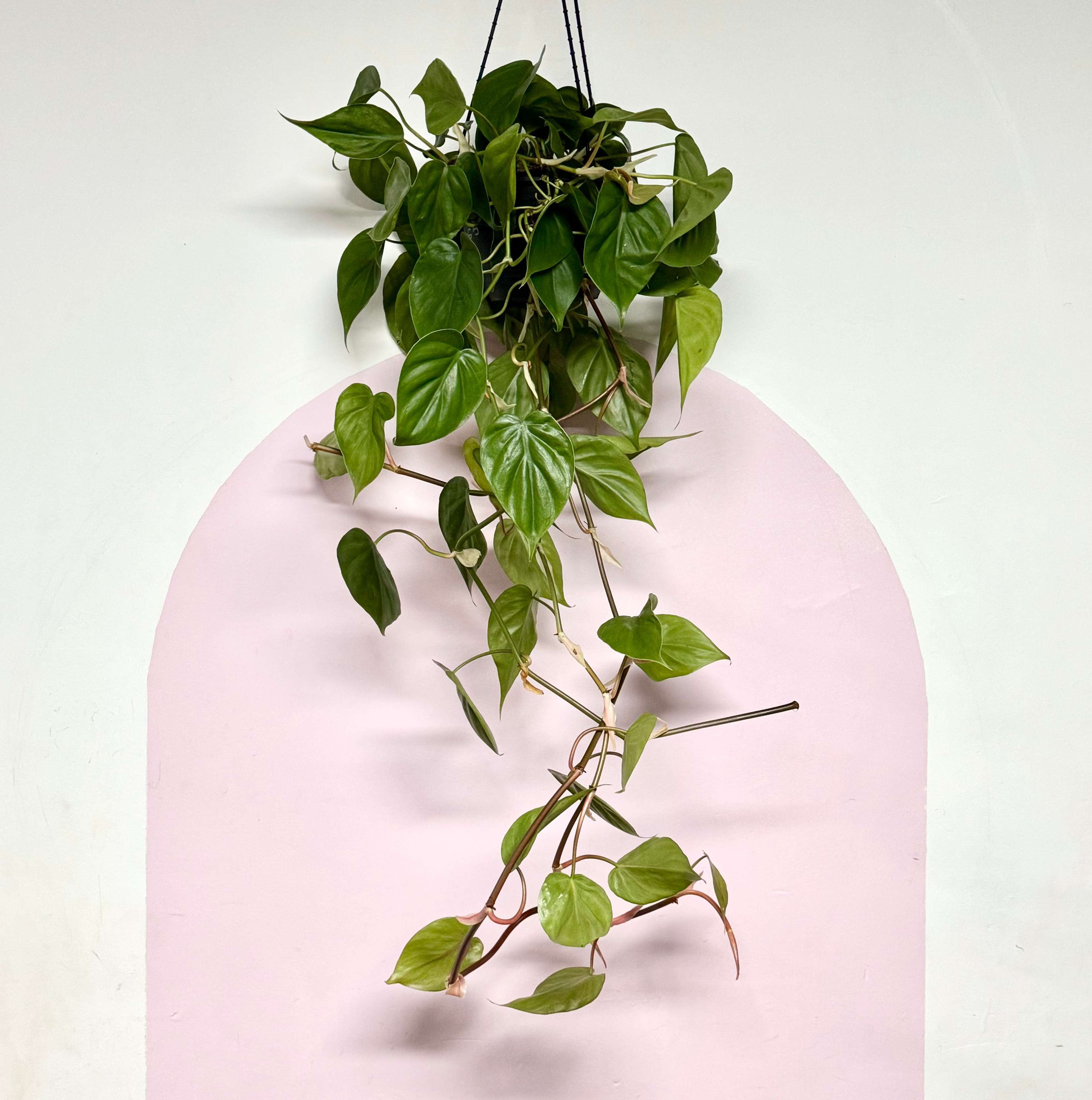 Heart Leaf Philodendron - Hanging Basket