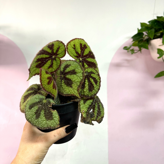 Begonia Masoniana 'Rock'
