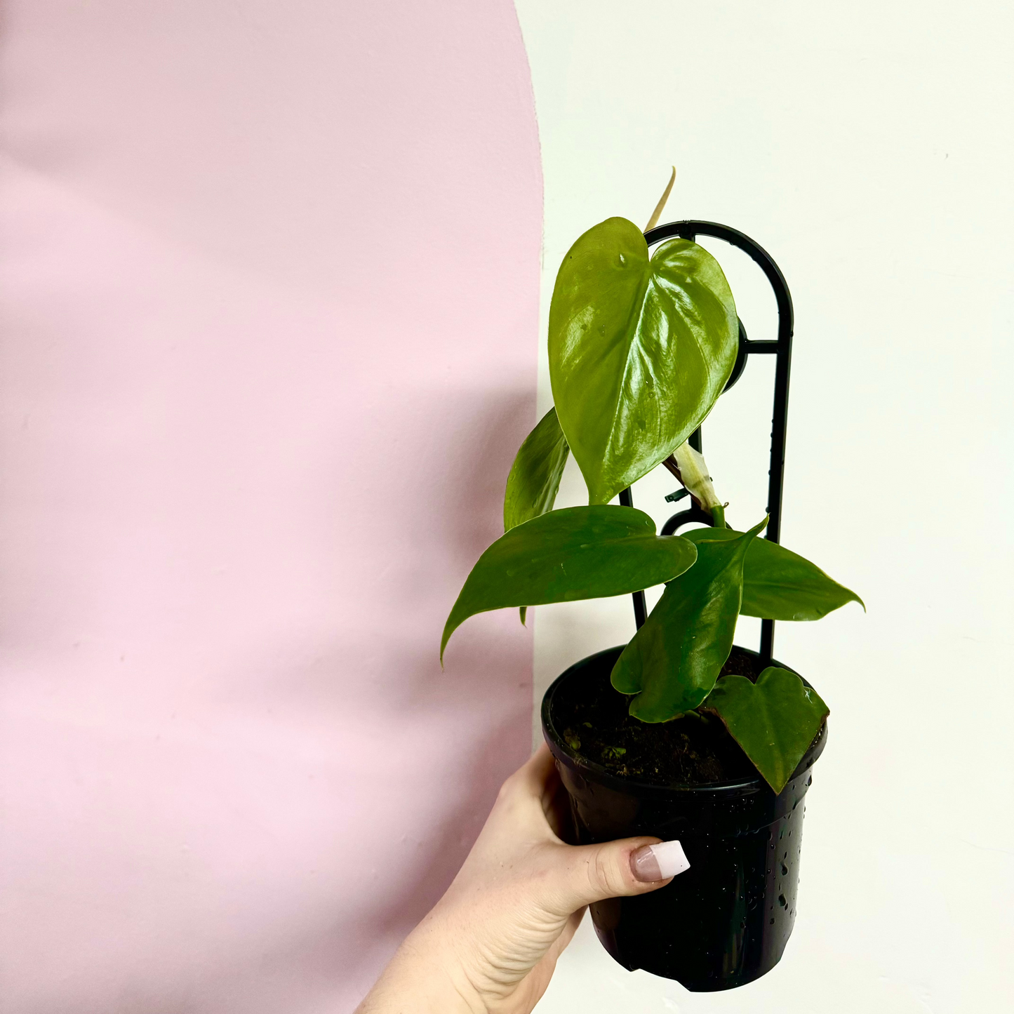 Heart Leaf Philodendron