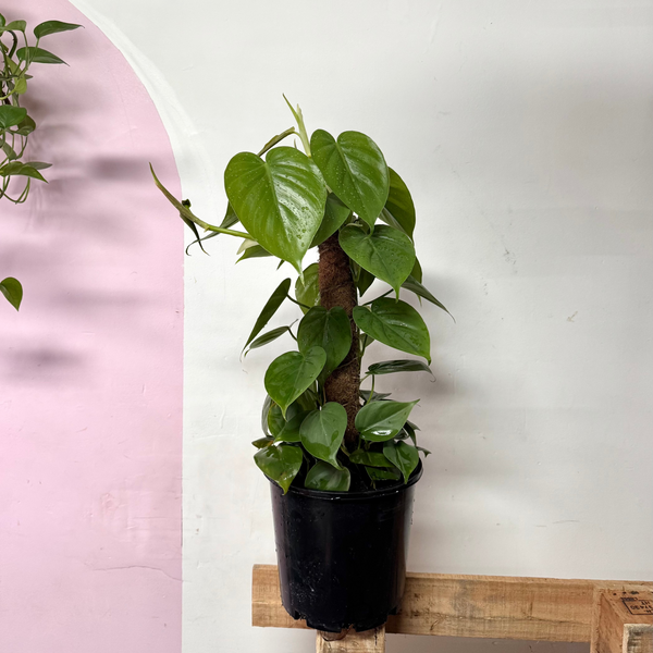 Heart Leaf Philodendron.
