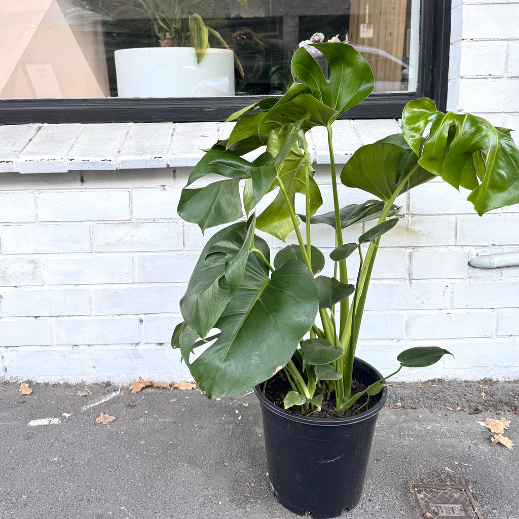 Monstera Deliciosa