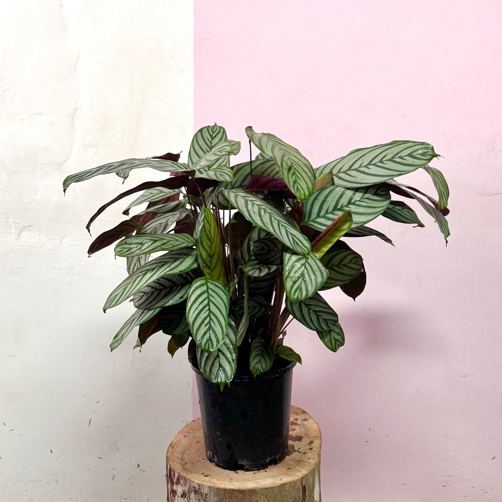 Ctenanthe Setosa Grey Star