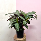 Ctenanthe Setosa Grey Star