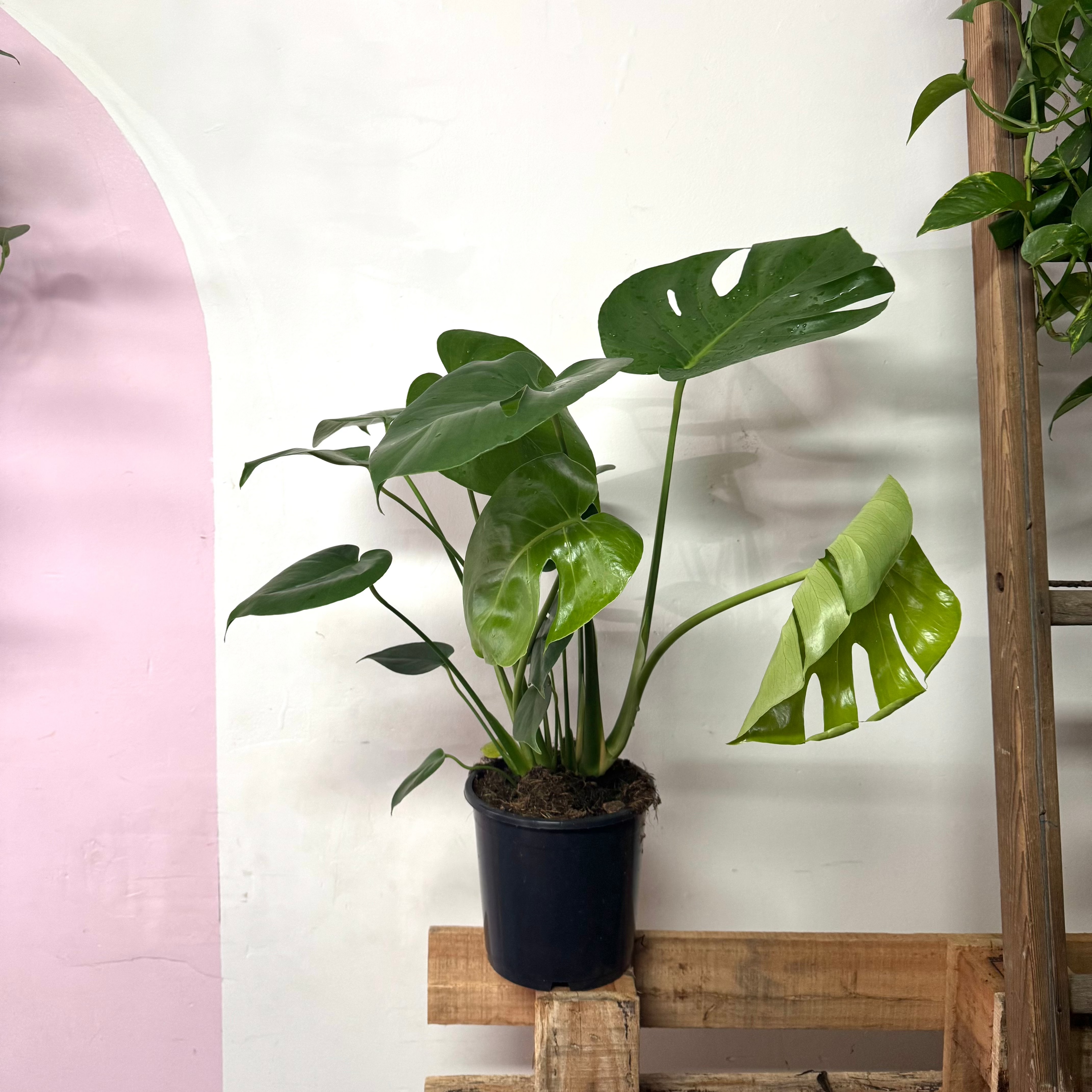 buy monstera deliciosa melbourne Monstera Deliciosa – Indoor Plant