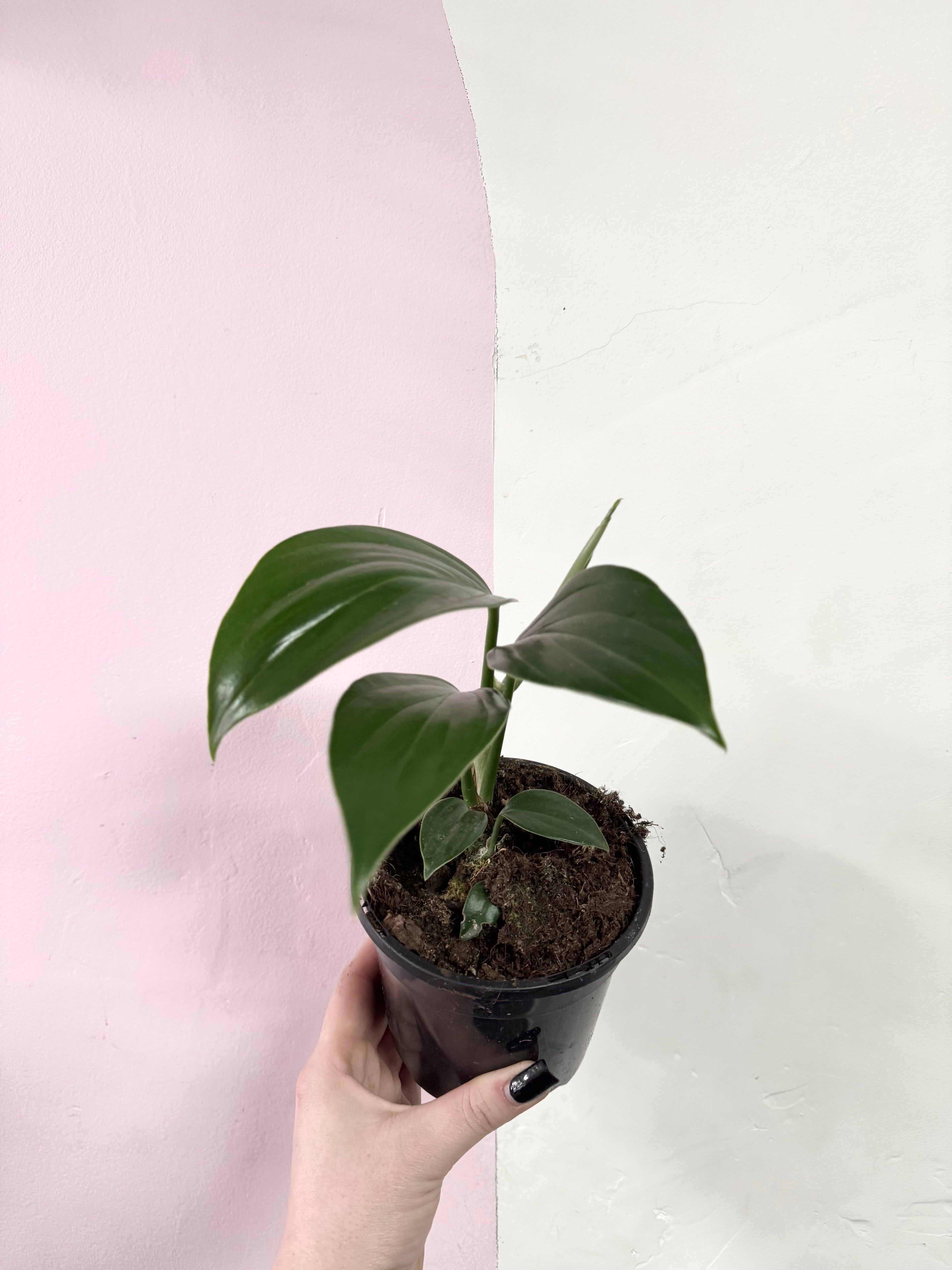 Rhaphidophora Decursiva - Dragon Tail