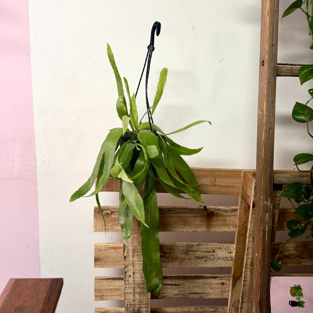 Orchid Cactus Hanging Basket