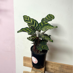 Calathea 'Peacock' Makonaya