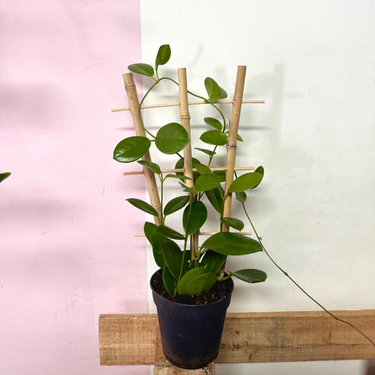 Hoya Carnosa