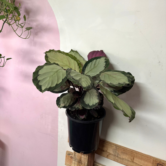 Calathea 'Rosy' Roseopicta