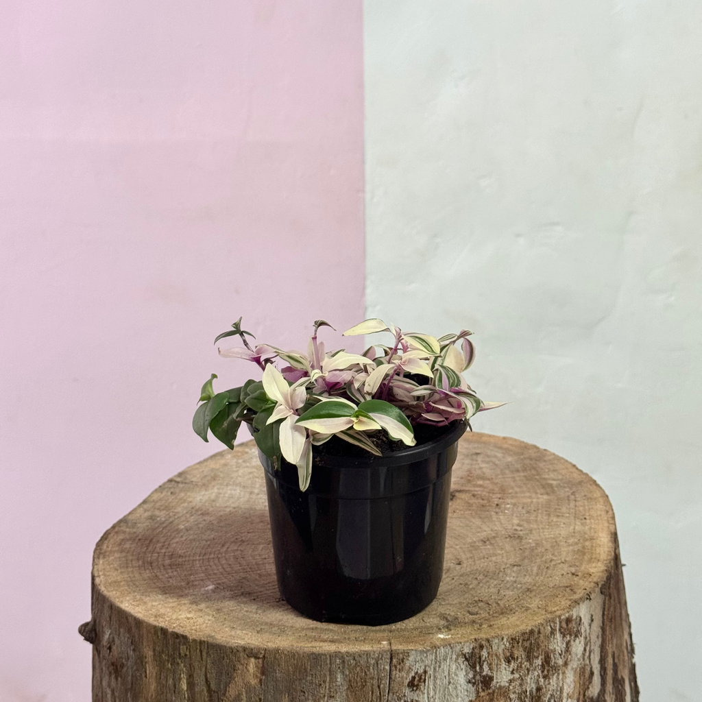Tradescantia Fluminesis Tricolour