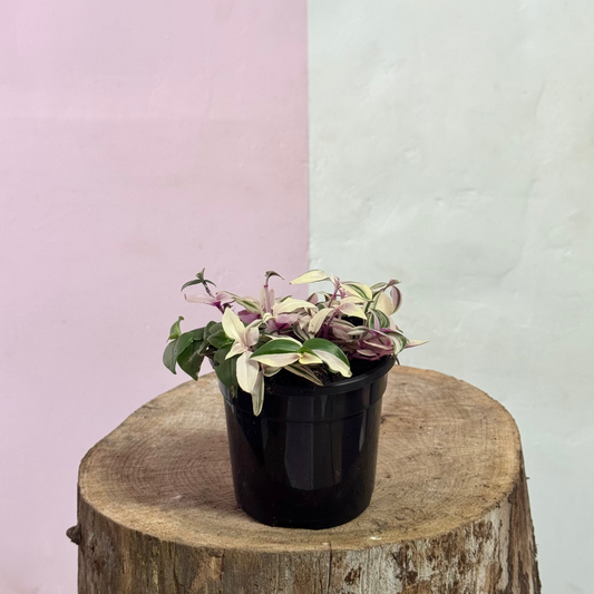 Tradescantia Fluminesis Tricolour