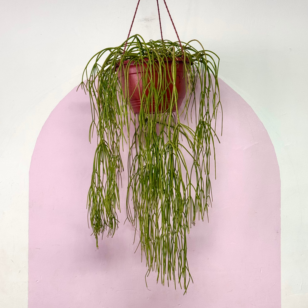Rhipsalis Capilliformis Hanging Cactus