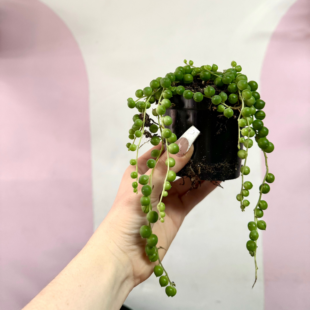 String of Pearls