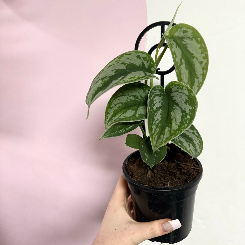 satin pothos 中文 Silver Satin Pothos – Trailing Indoor Plant
