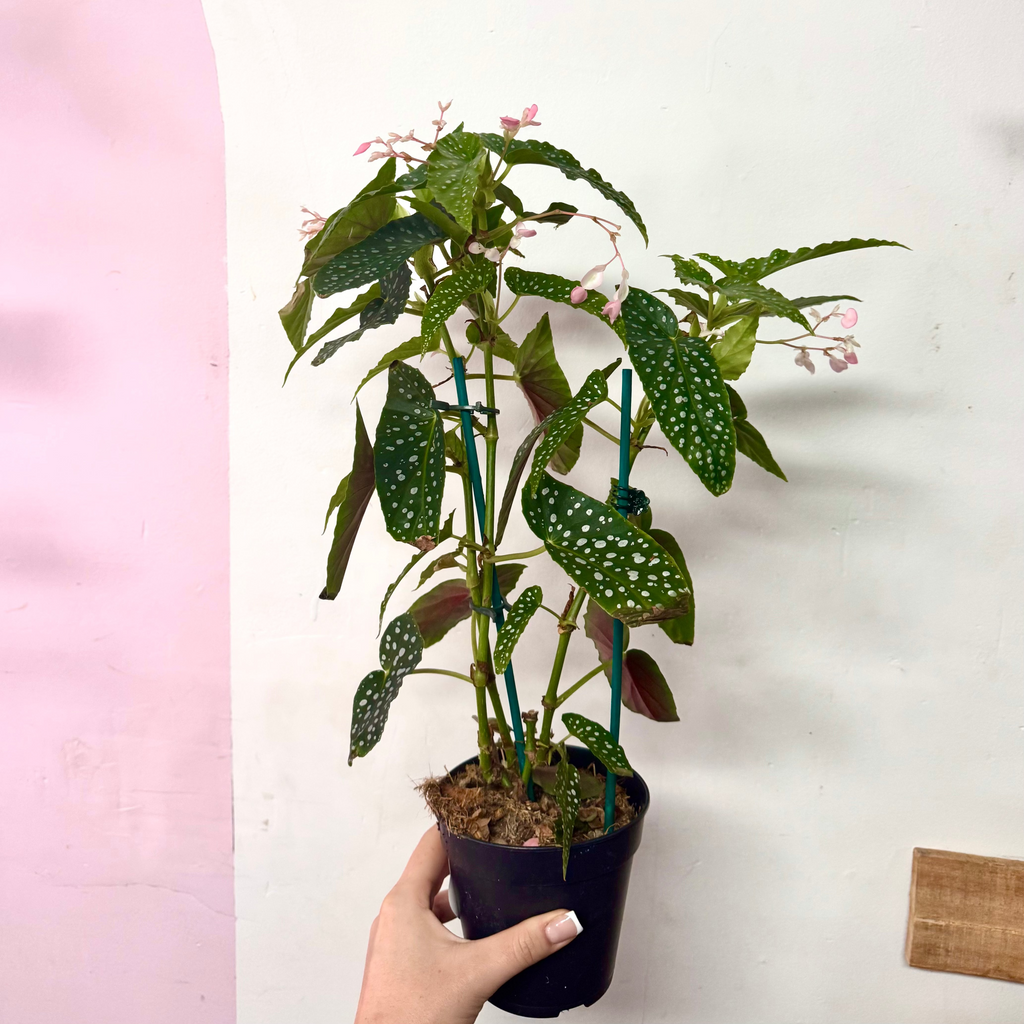 Begonia Hotspot