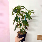 Begonia Hotspot