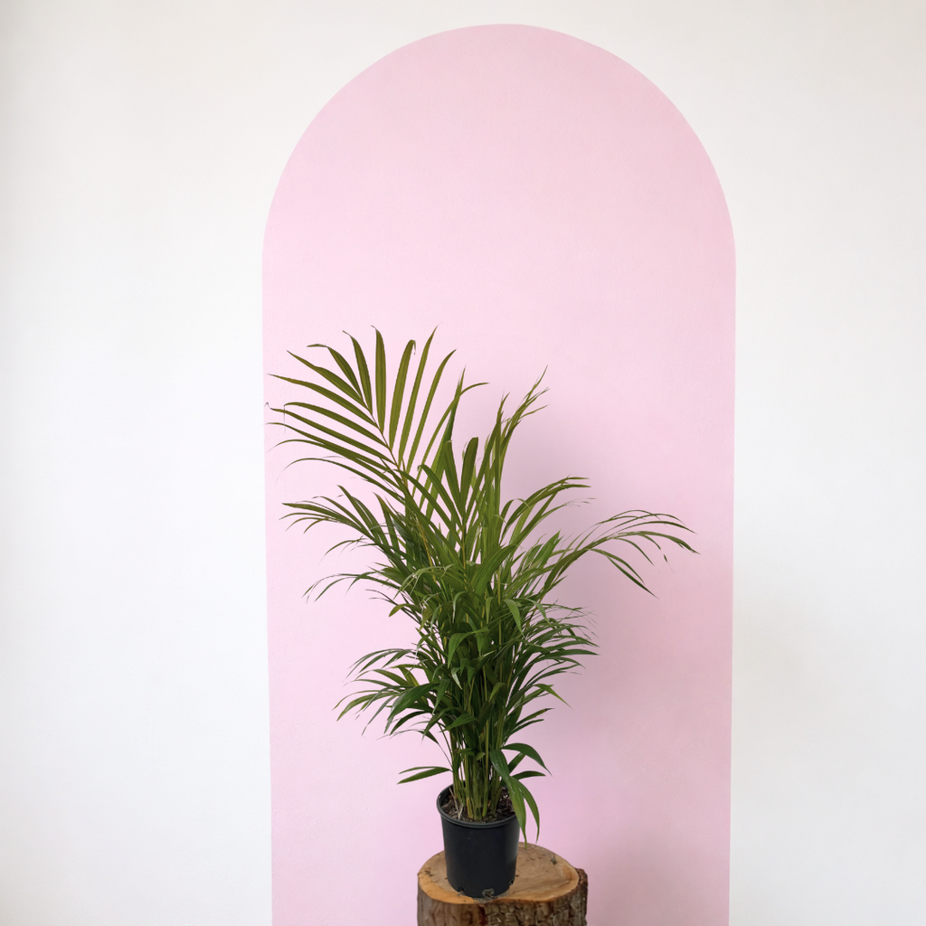 Golden Cane Palm Green Envy Indoor Plants