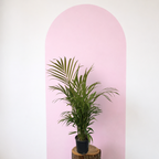 Golden Cane Palm Green Envy Indoor Plants