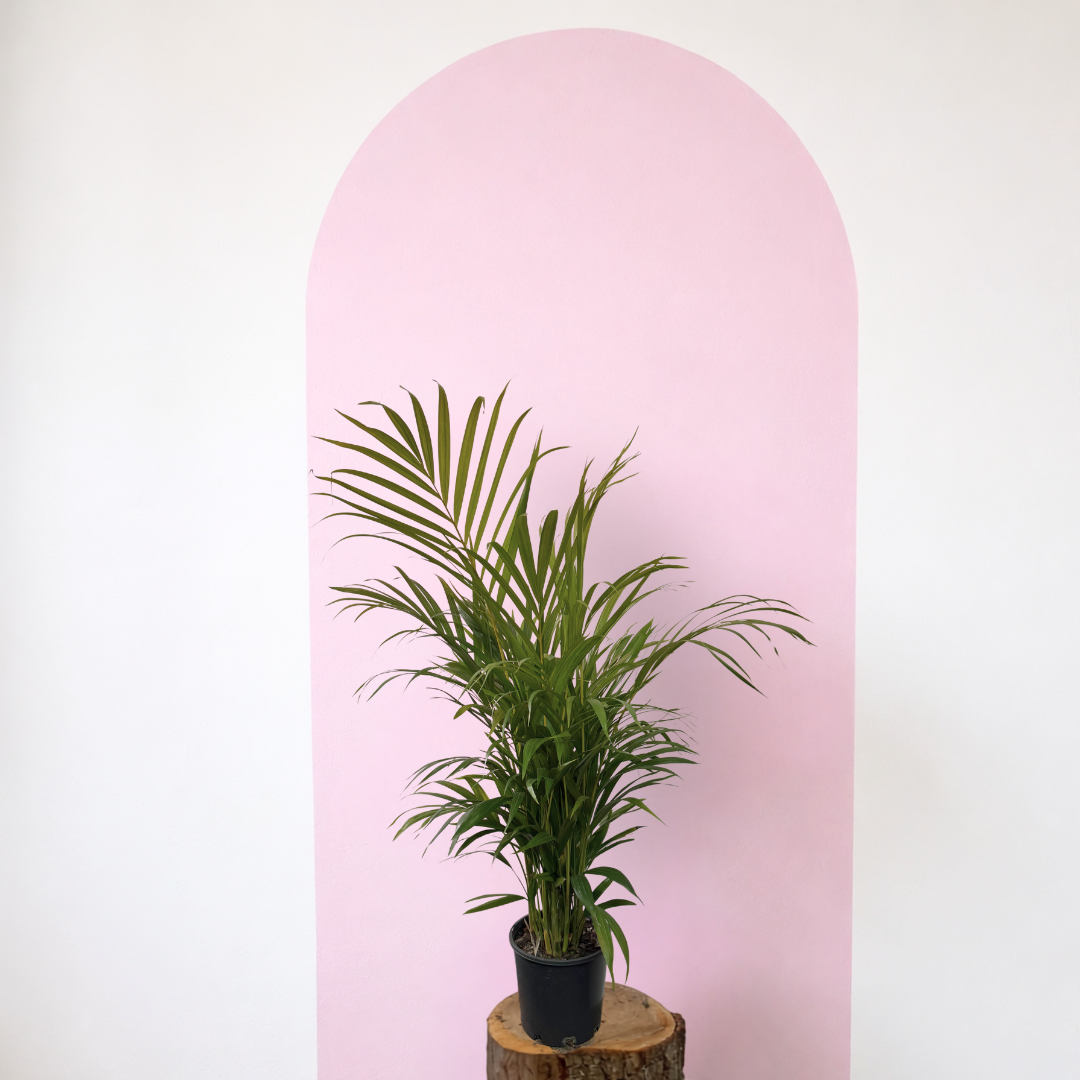 Golden Cane Palm Green Envy Indoor Plants