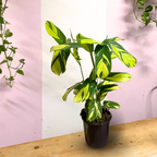 Ctenanthe Golden Mosaic