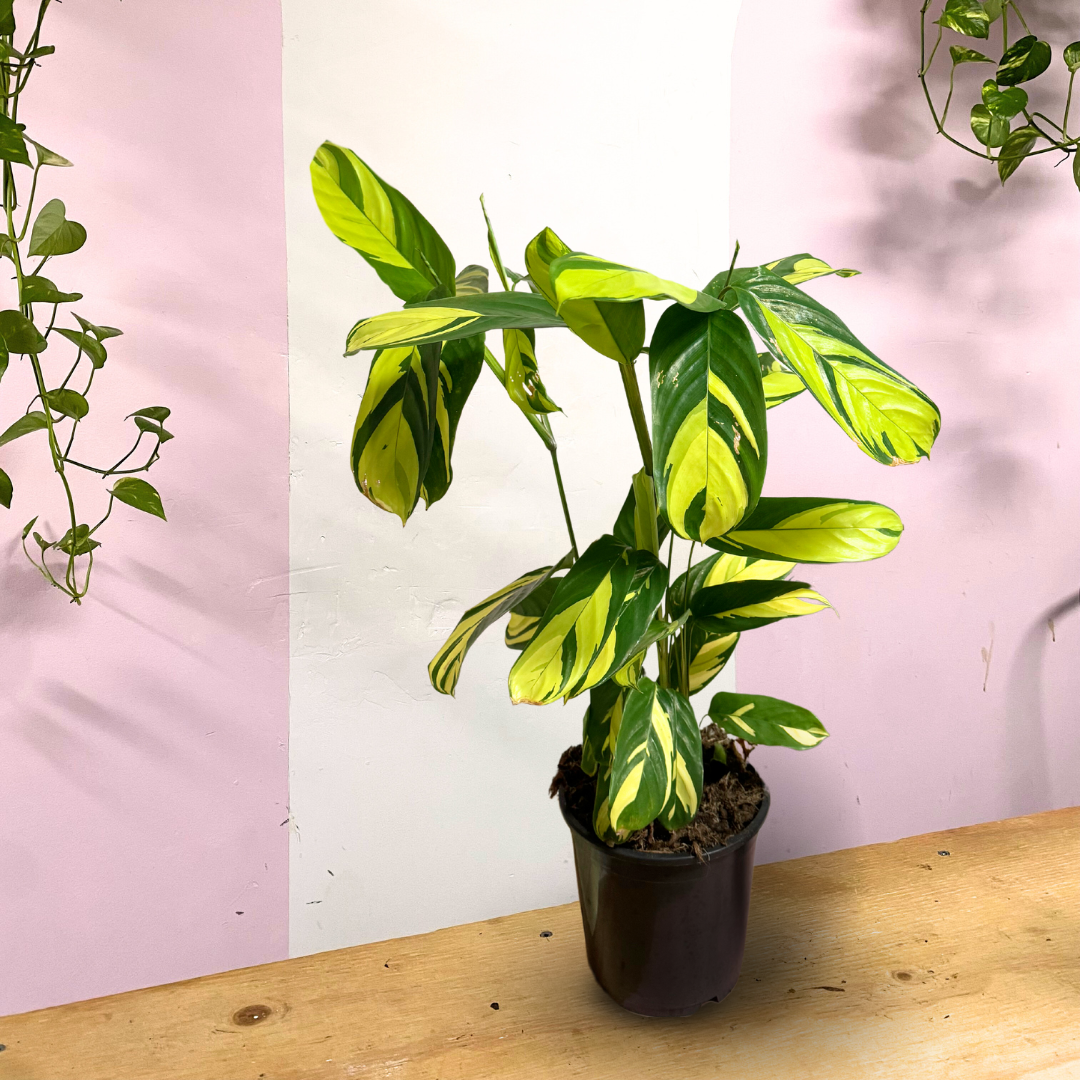 Ctenanthe Golden Mosaic