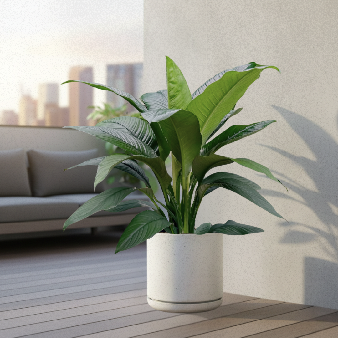 Grampians Cylinder Pot