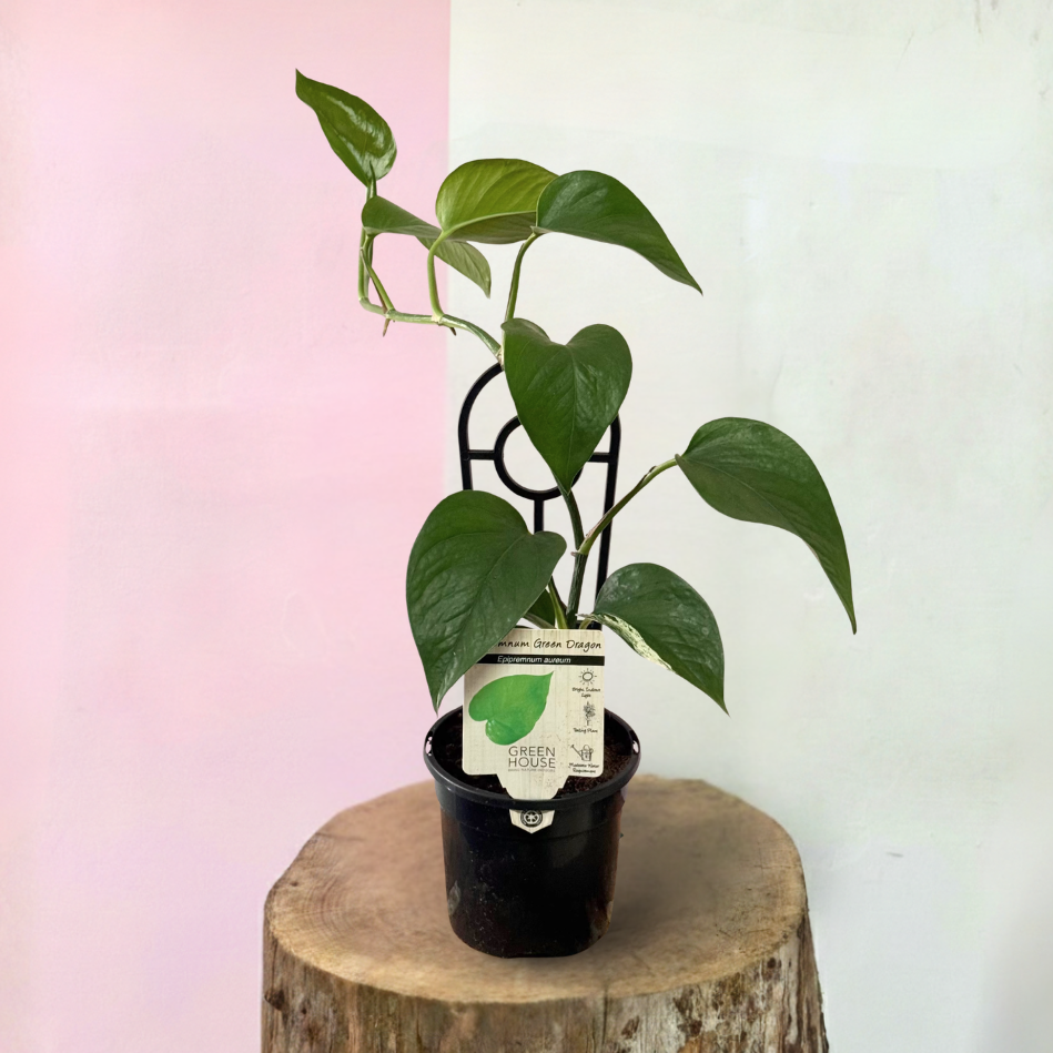 Green Dragon 'Pothos' – indoor plant available at Green Envy Indoor Plants Melbourne