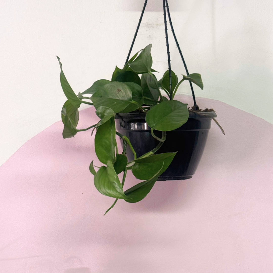 Green Dragon 'Pothos' Green Envy Indoor Plants