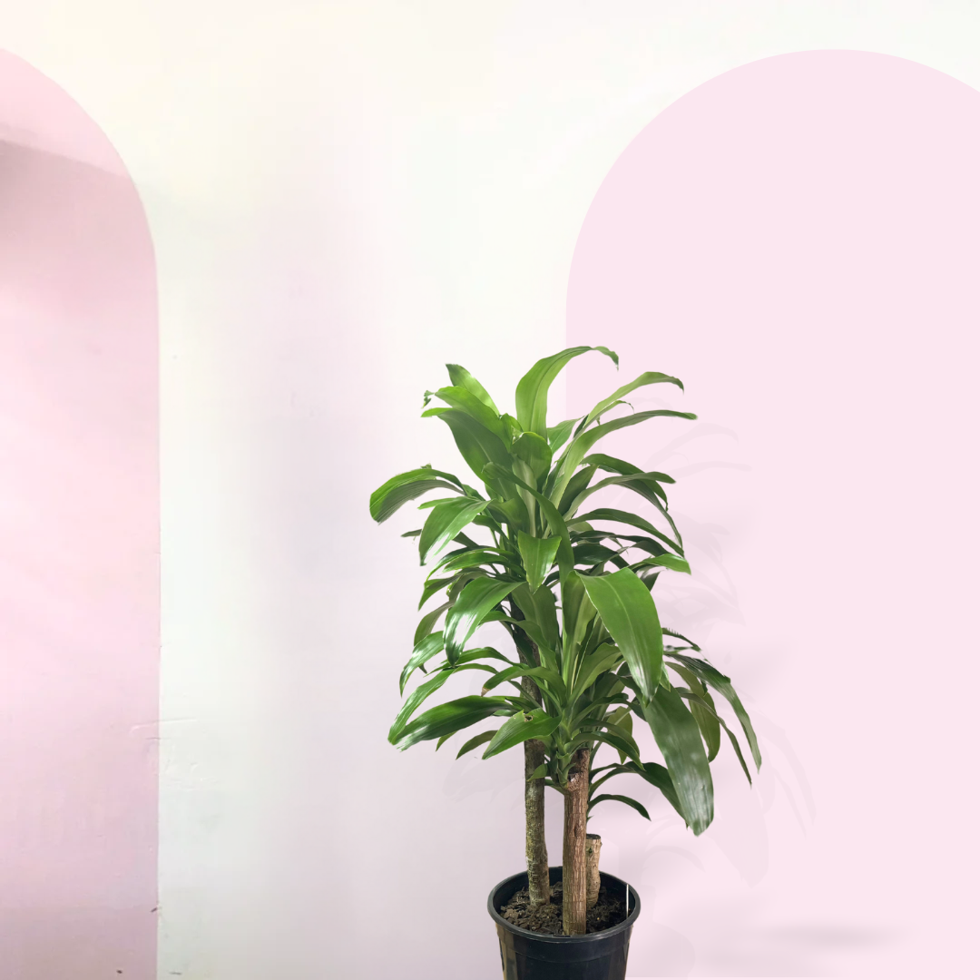 happy palm plant Dracaena Happy Plant - Green – Low-Light Indoor Plant