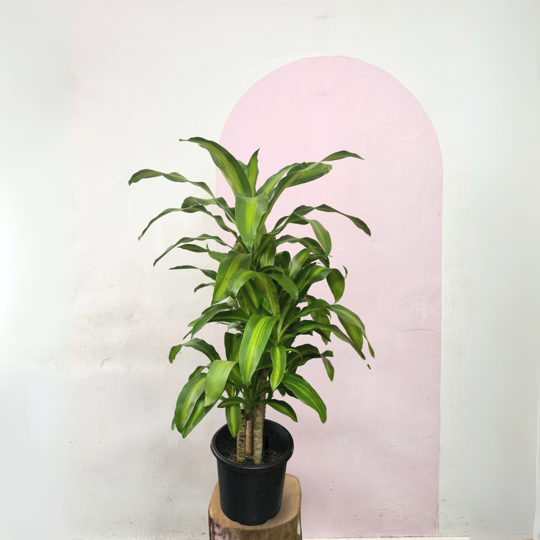 Dracaena Happy Plant - Yellow Stripe