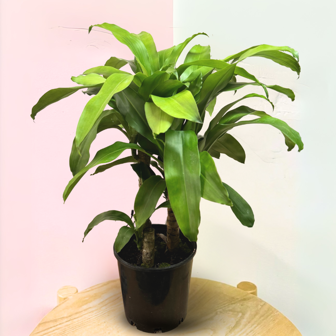 happy tree indoor plant Dracaena Happy Plant - Green – Low-Light Indoor Plant