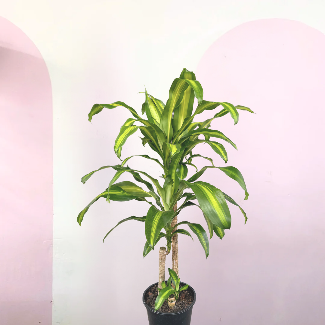 龙血树快乐植物 - 黄色条纹