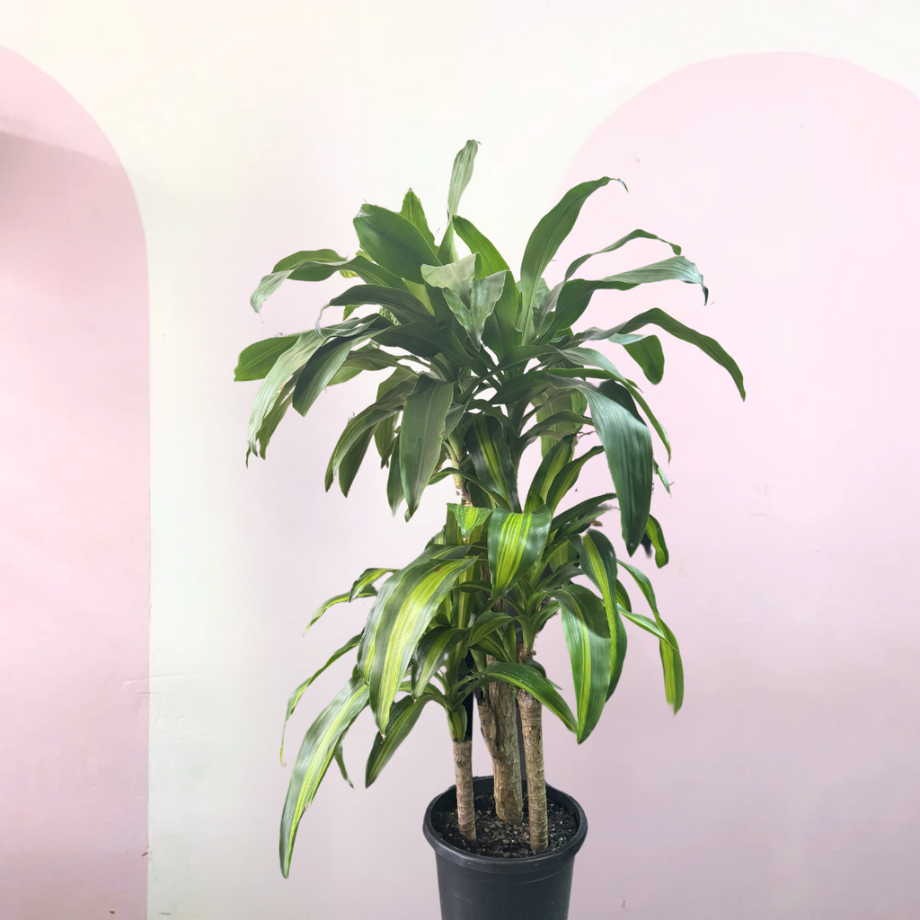 happy tree indoor plant Dracaena Happy Plant - Green – Low-Light Indoor Plant