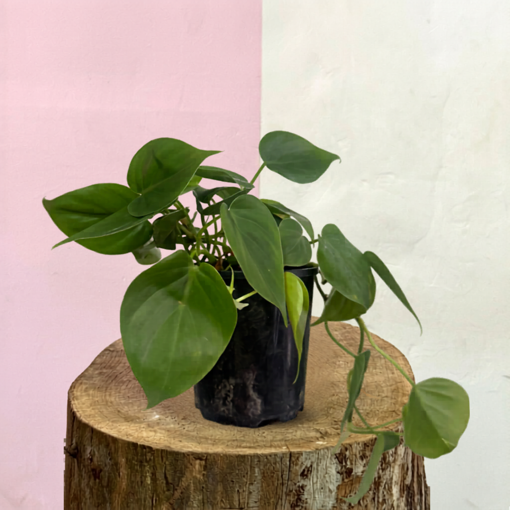 Heart Leaf Philodendron