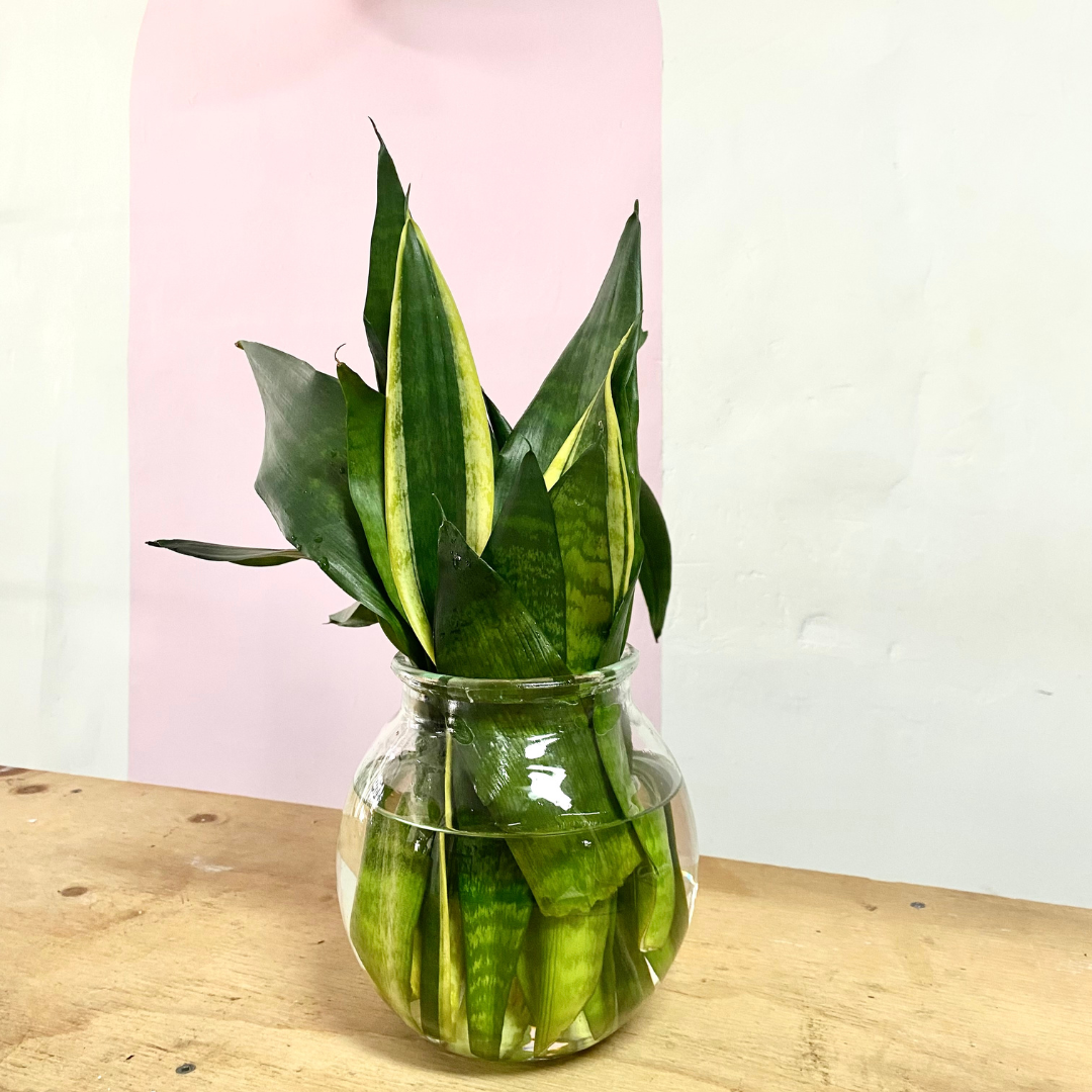 Hydro Snake Plant in Glass Vase