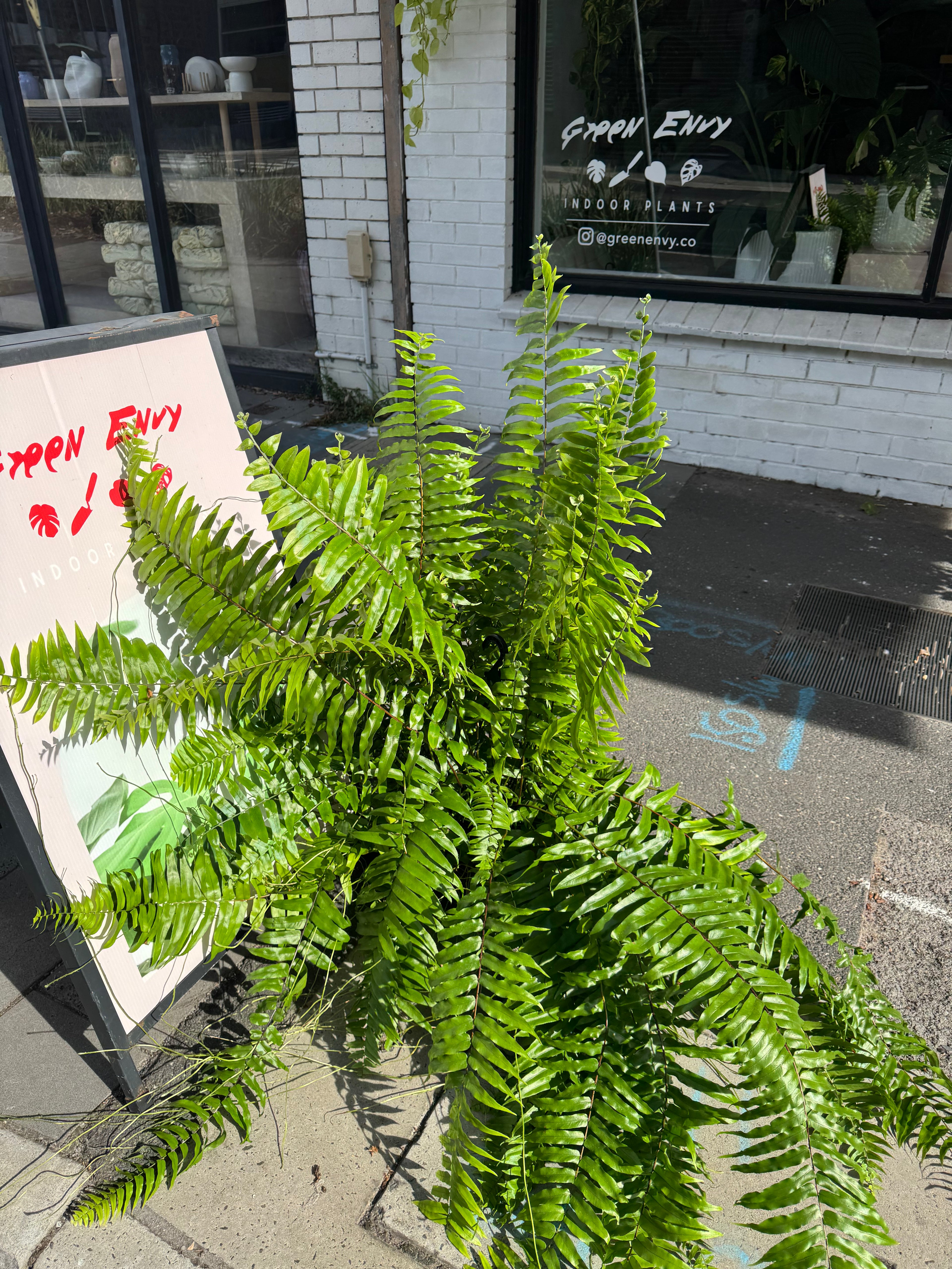 Macho Fern
