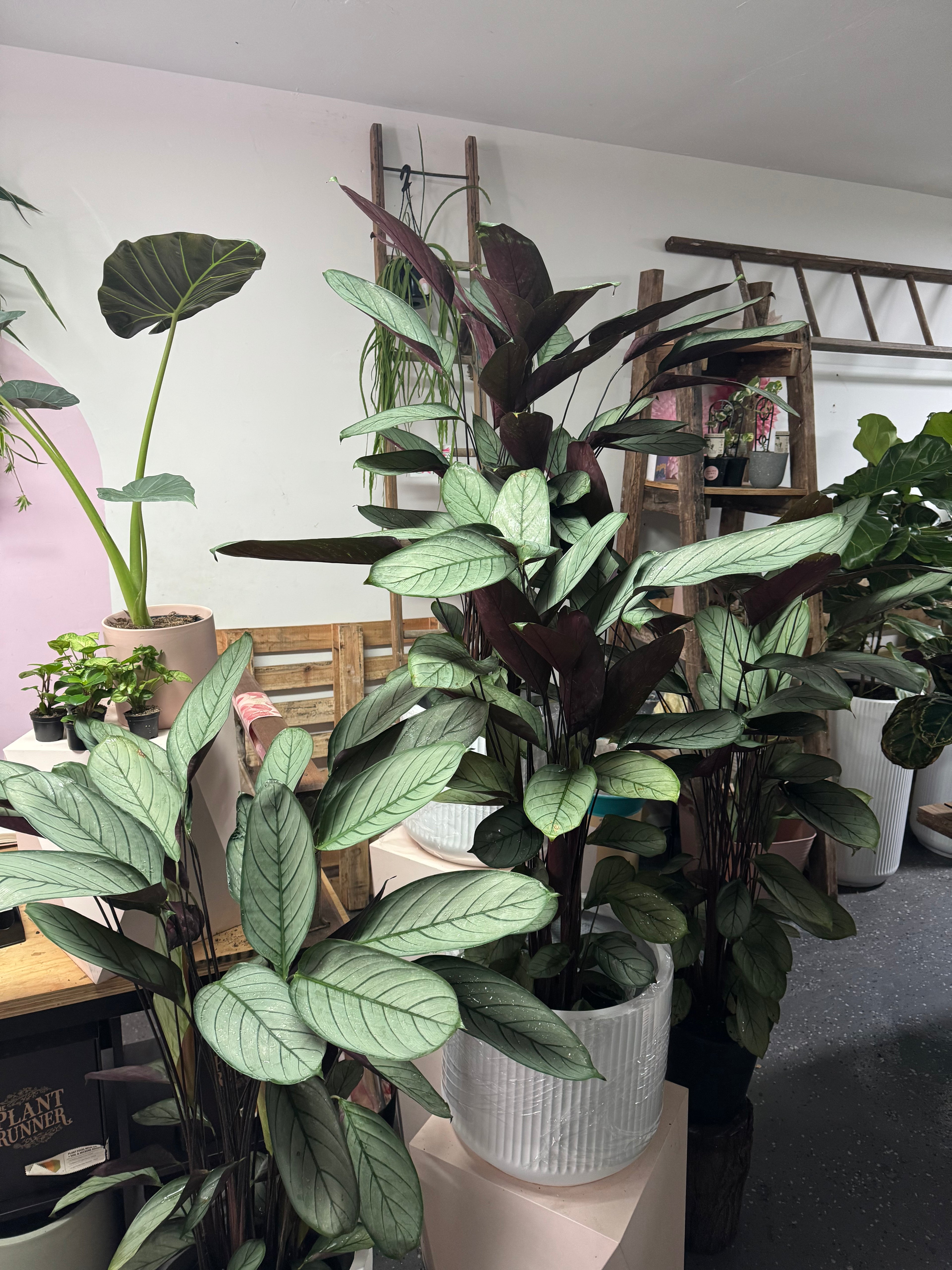 grey star indoor plant 灰星花(Ctenanthe Setosa)——适合宠物饲养的室内植物| Green Envy – Green Envy Indoor Plants