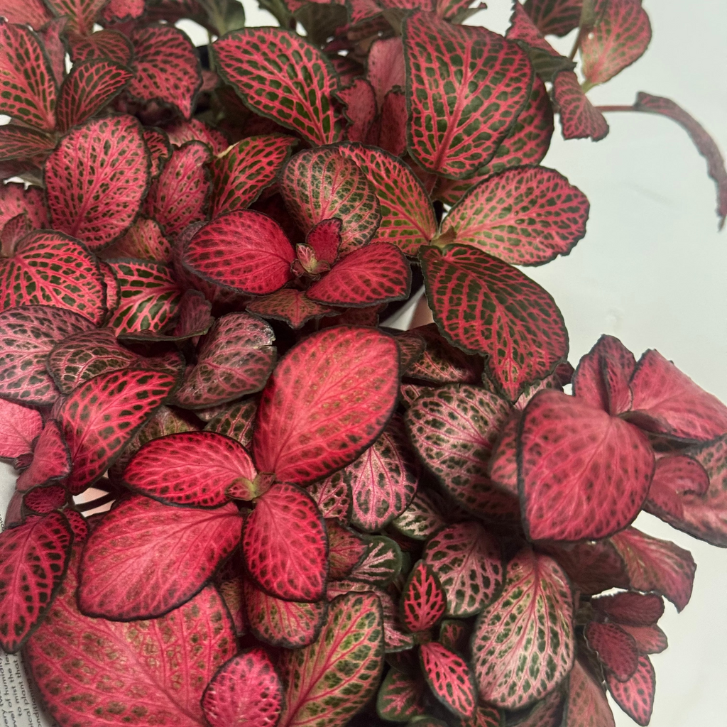Fittonia 'Ruby'
