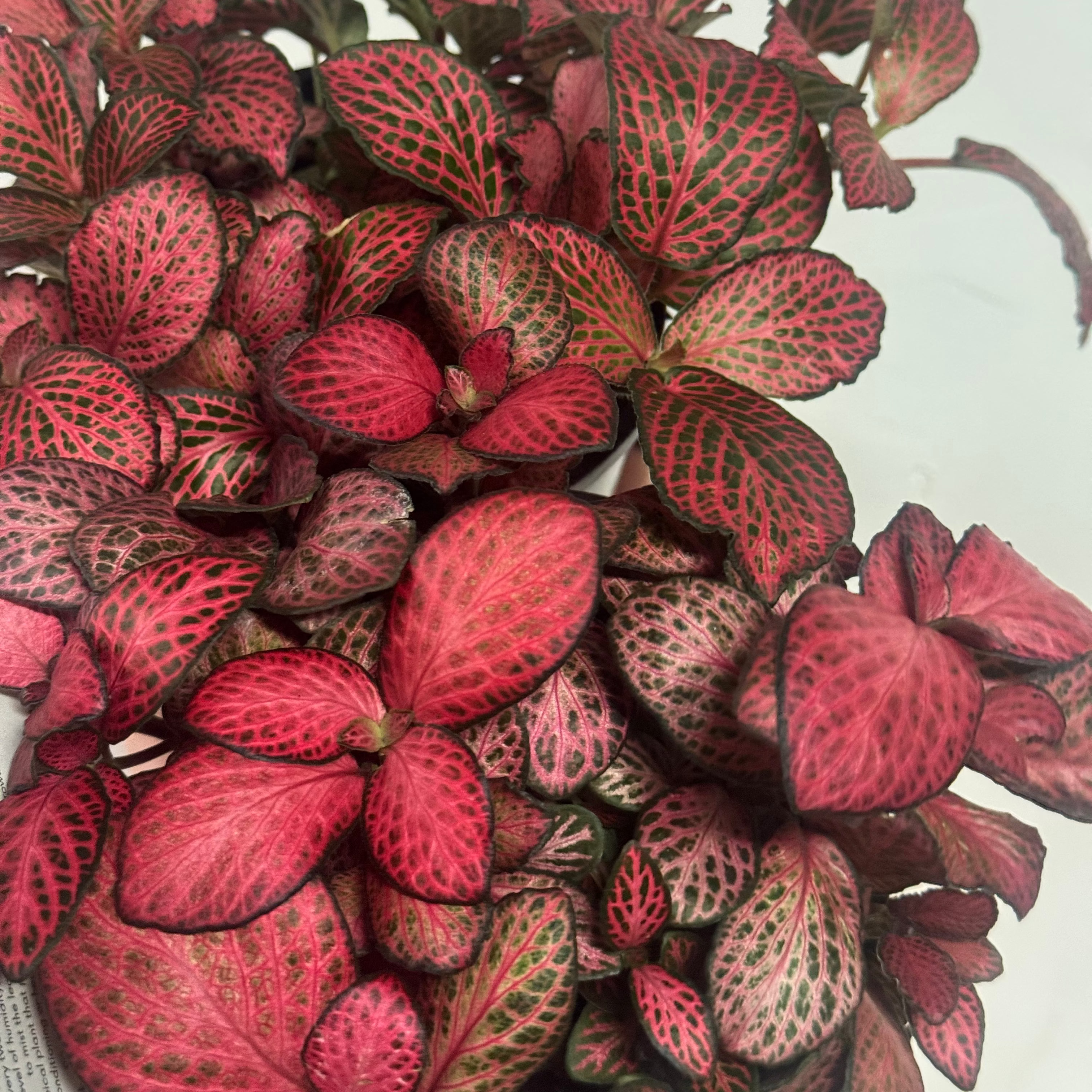 Fittonia 'Ruby'