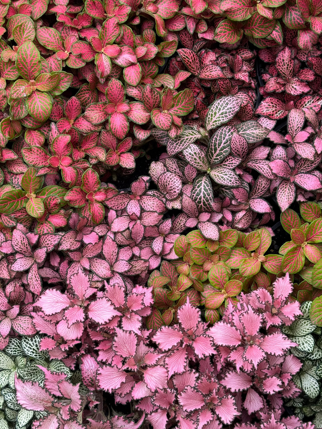 Fittonia 'Strawberry and Lime'