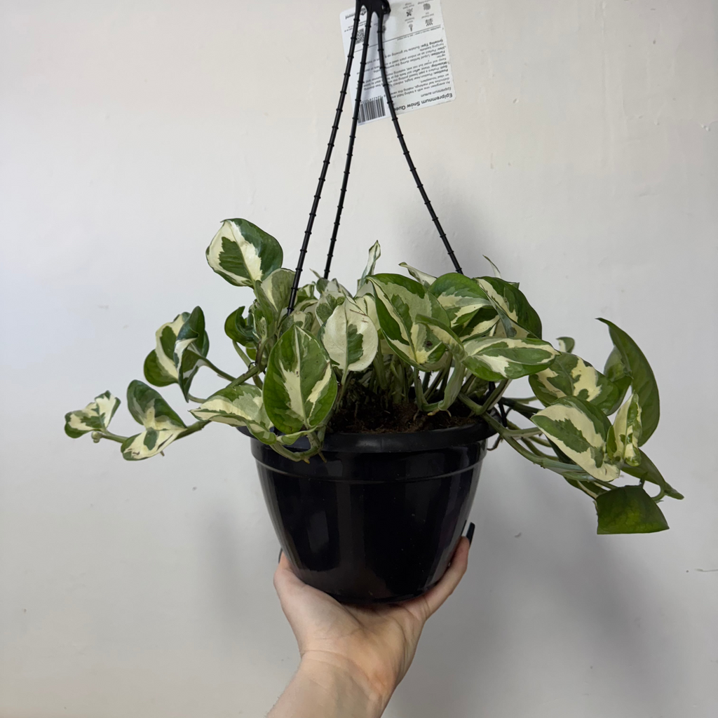 snow queen pothos hanging Snow Queen 'Pothos' Hanging Basket – Trailing Indoor Plant