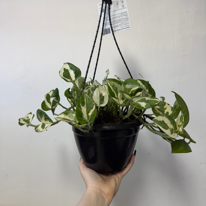 Snow Queen 'Pothos' Hanging Basket