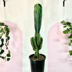 Peruvian Apple Cactus