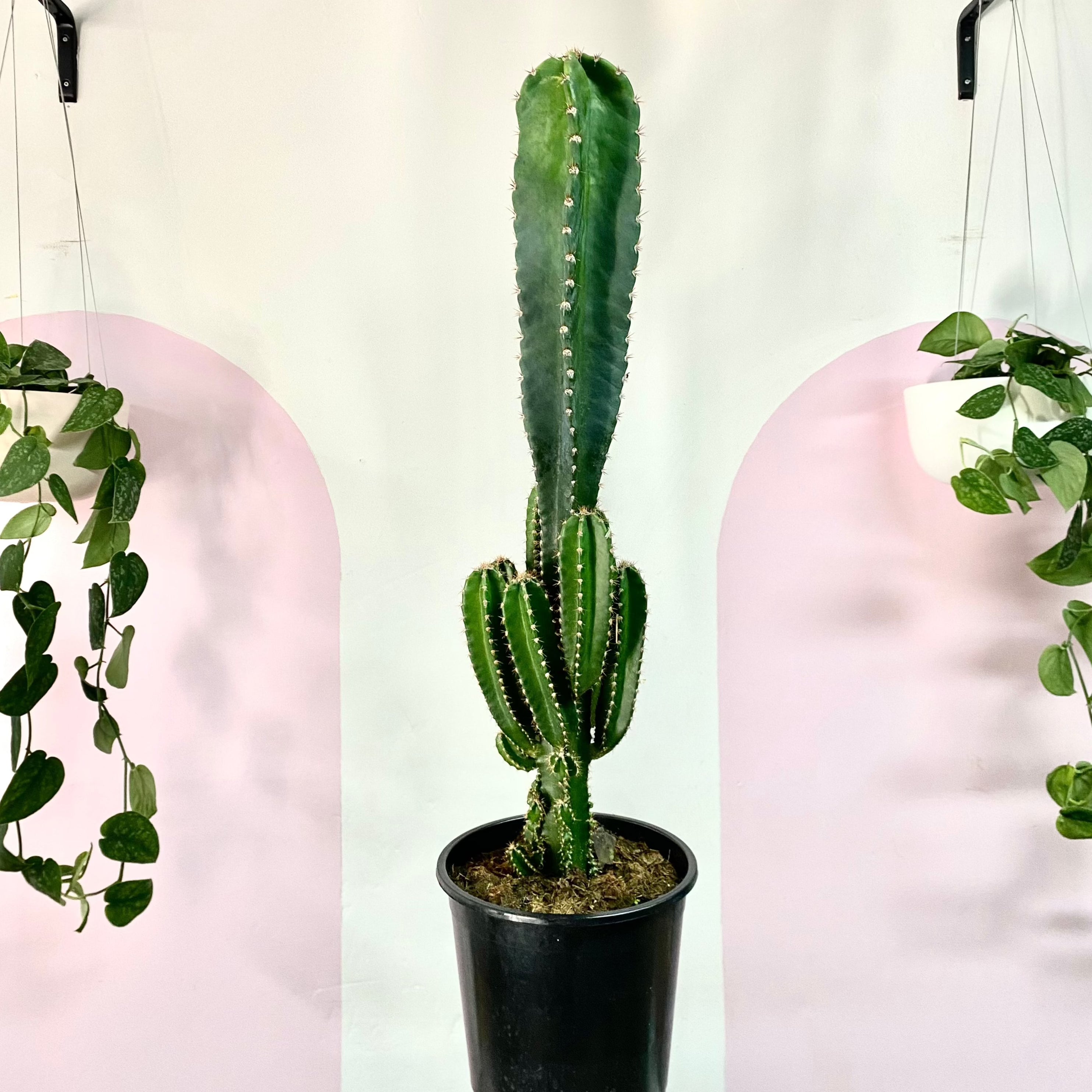 Peruvian Apple Cactus