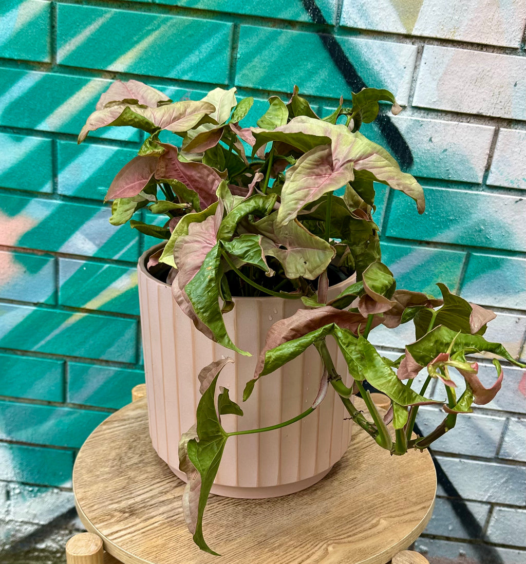 合果芋粉色暗示