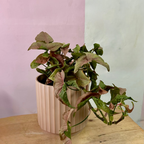 合果芋粉色暗示