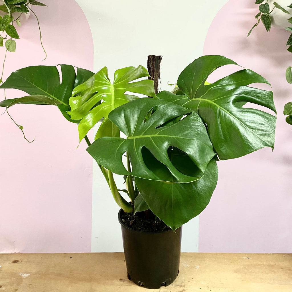 Monstera on Totem