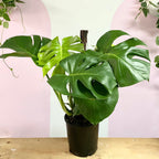 Monstera on Totem