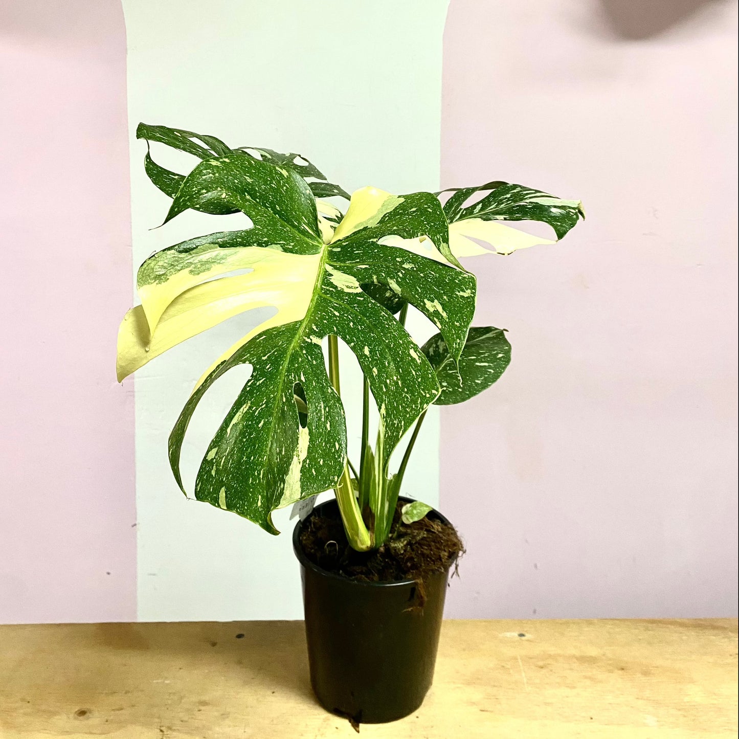 Variegated Monstera 'Thai Constellation' 18cm Pot Diameter